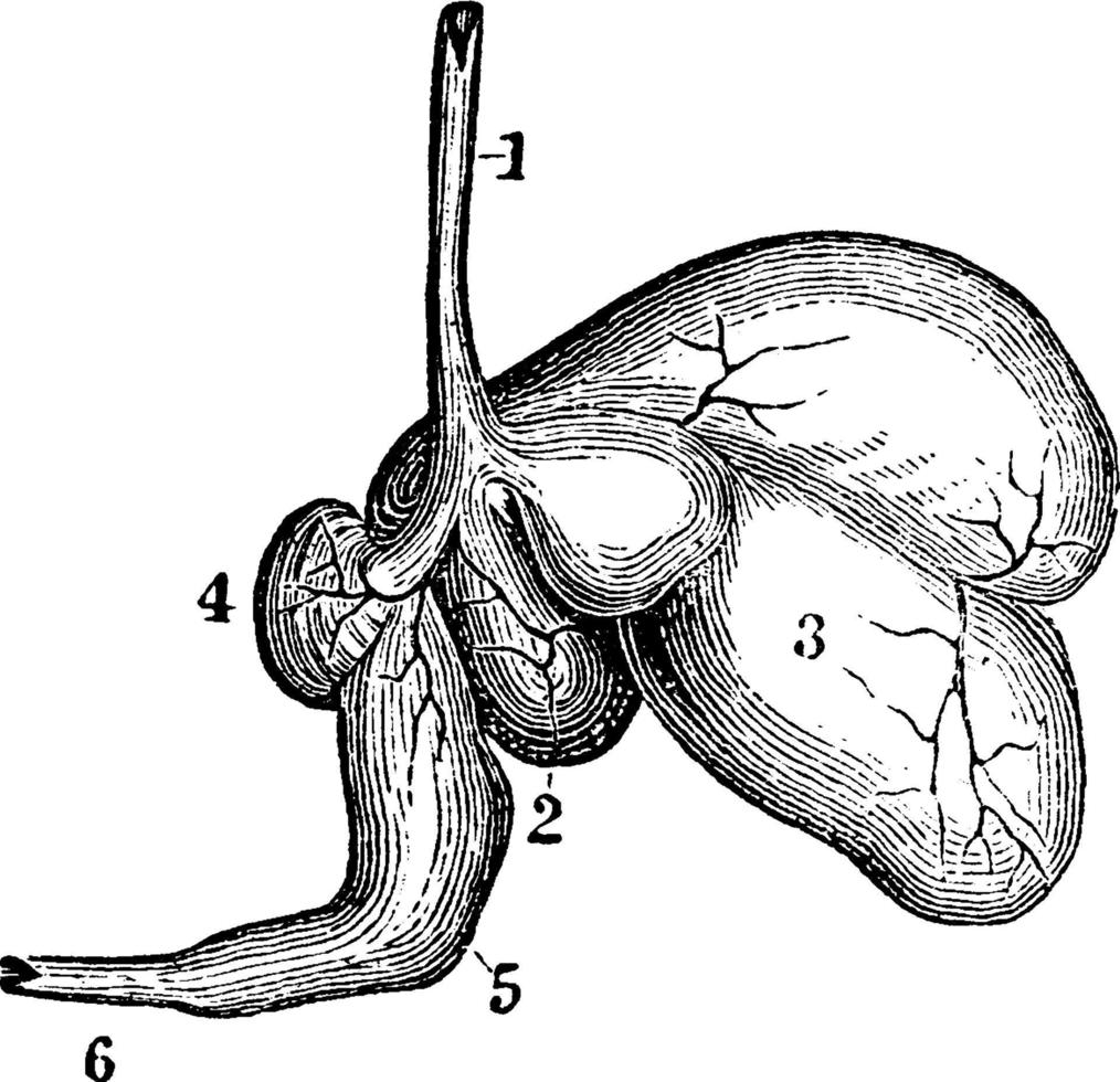 el estómago de una oveja, ilustración antigua. vector