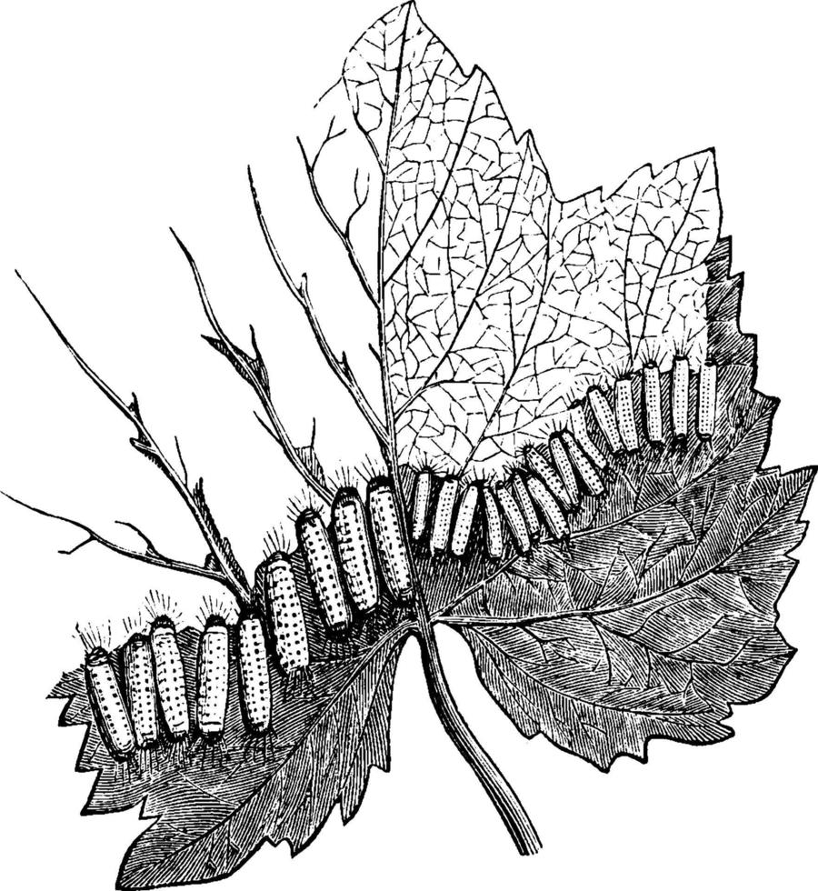 larva, ilustración vintage. vector
