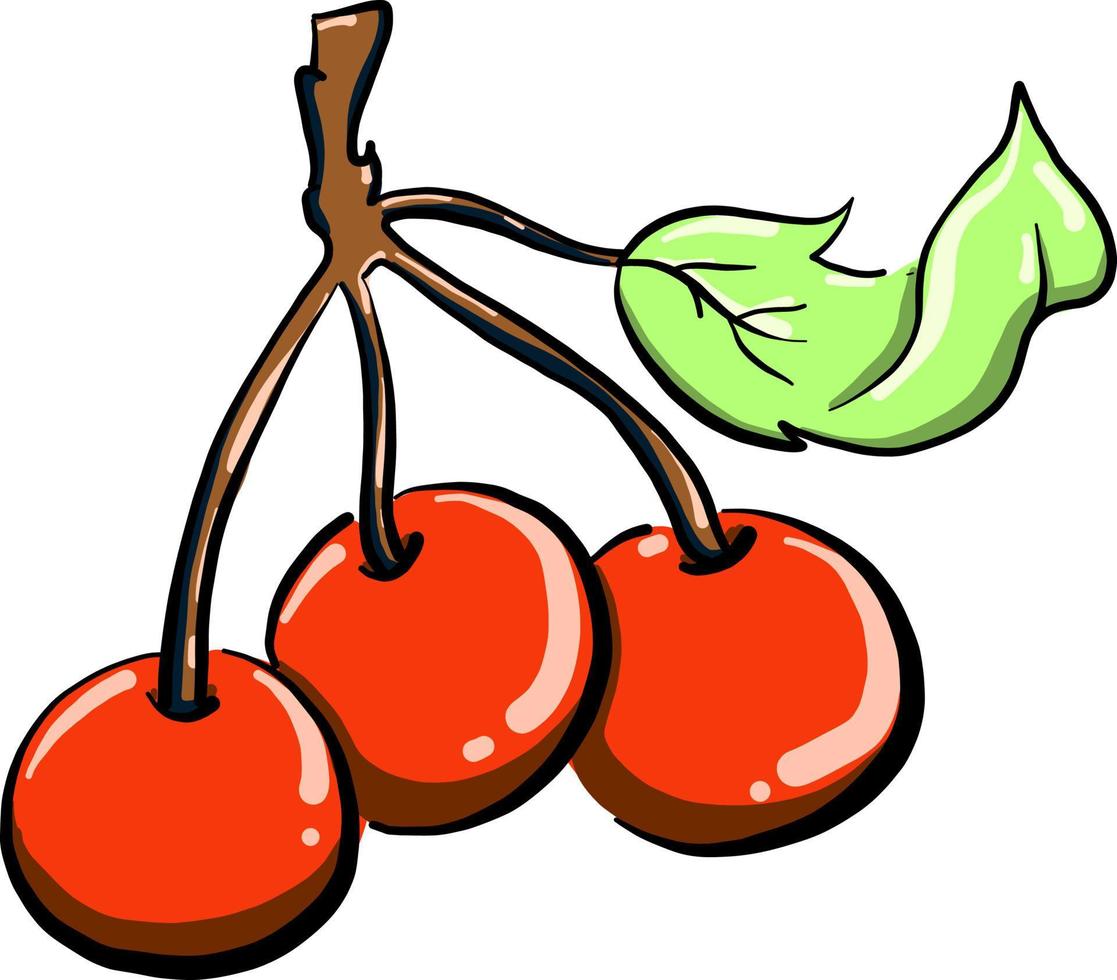 Cherry, illustration, vector on white background