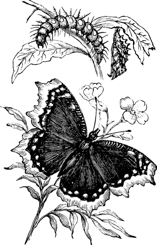 las etapas de una mariposa mariposa, ilustración vintage. vector