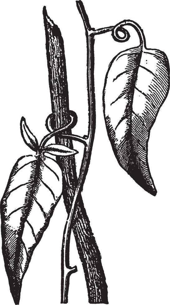 Solanum Jasminoides vintage illustration. vector