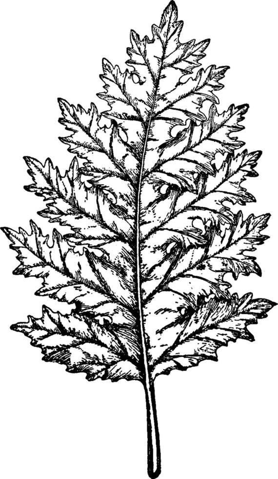 Acanthus Mollis vintage illustration. vector