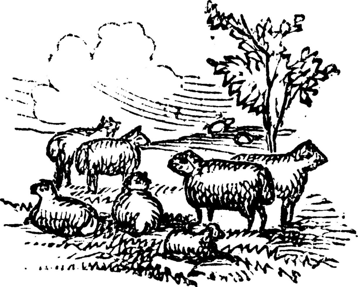 Sheep, vintage illustration. vector