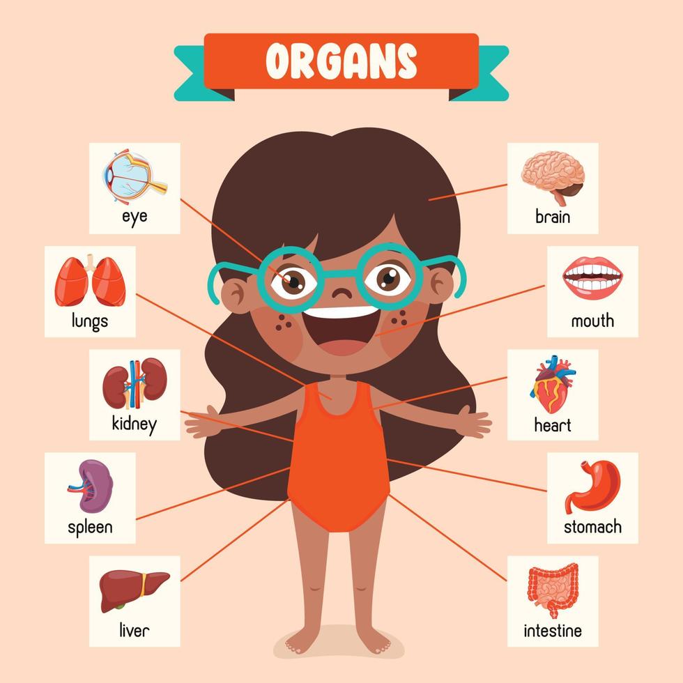 Cartoon Drawing Of Human Organs vector