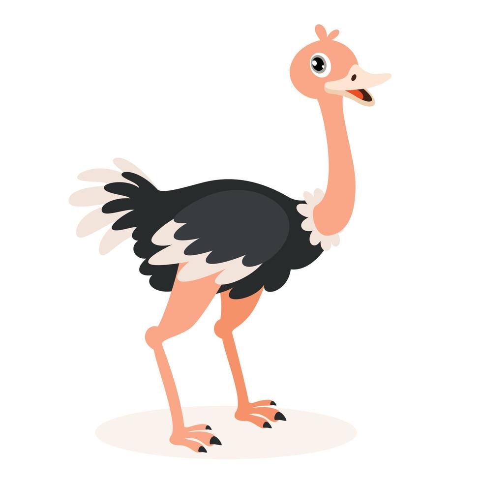 Cartoon Drawing Of An Ostrich vector