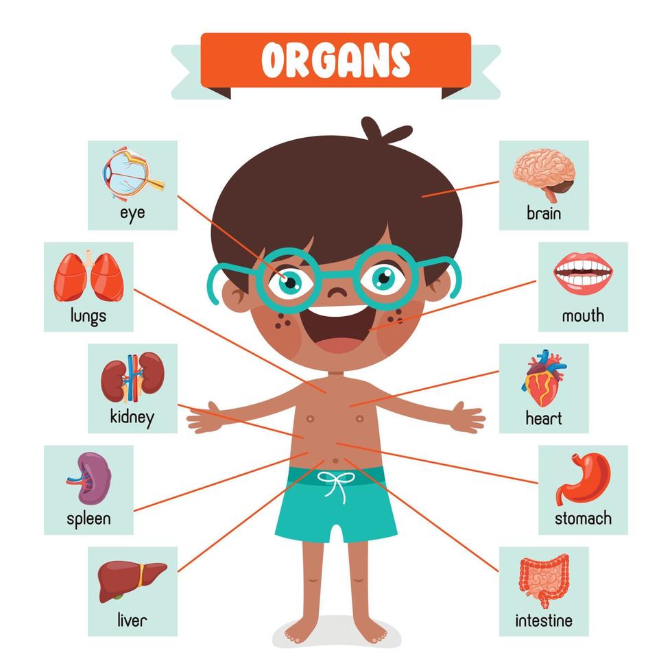Cartoon Drawing Of Human Organs vector