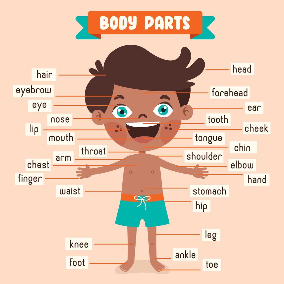 caricatura, dibujo, de, cuerpo humano, partes vector