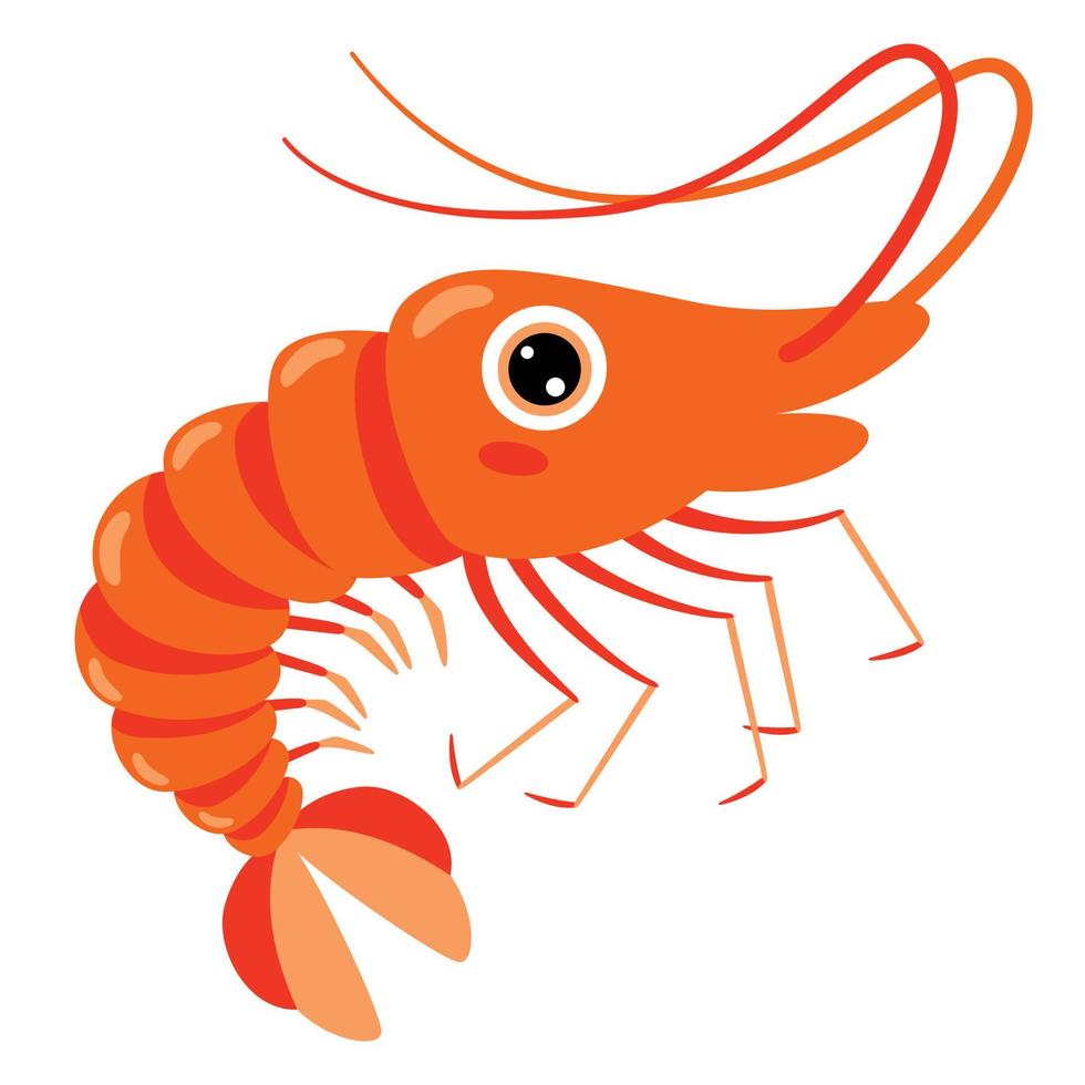 Cartoon Drawing Of A Shrimp vector