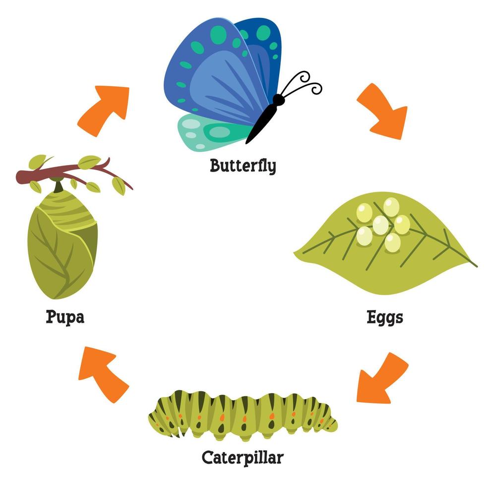 The Life Cycle Of Butterfly 13539494 Vector Art at Vecteezy