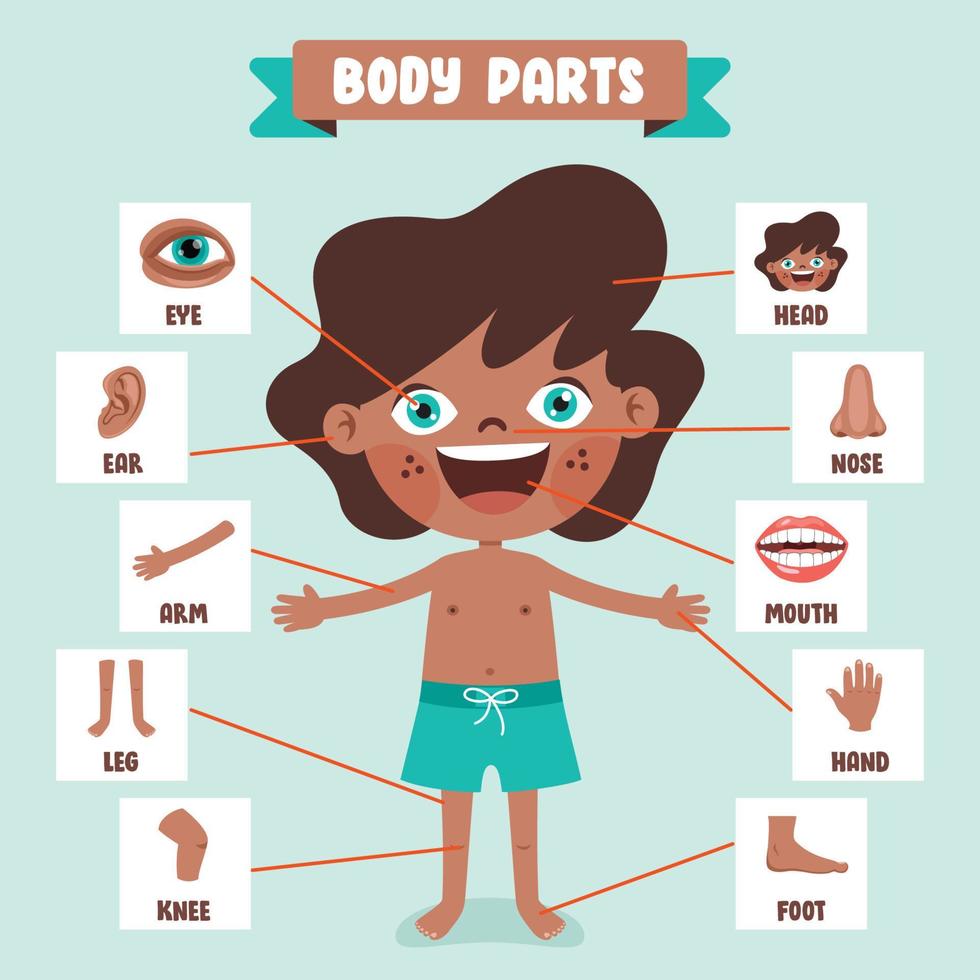 Cartoon Drawing Of Human Body Parts vector