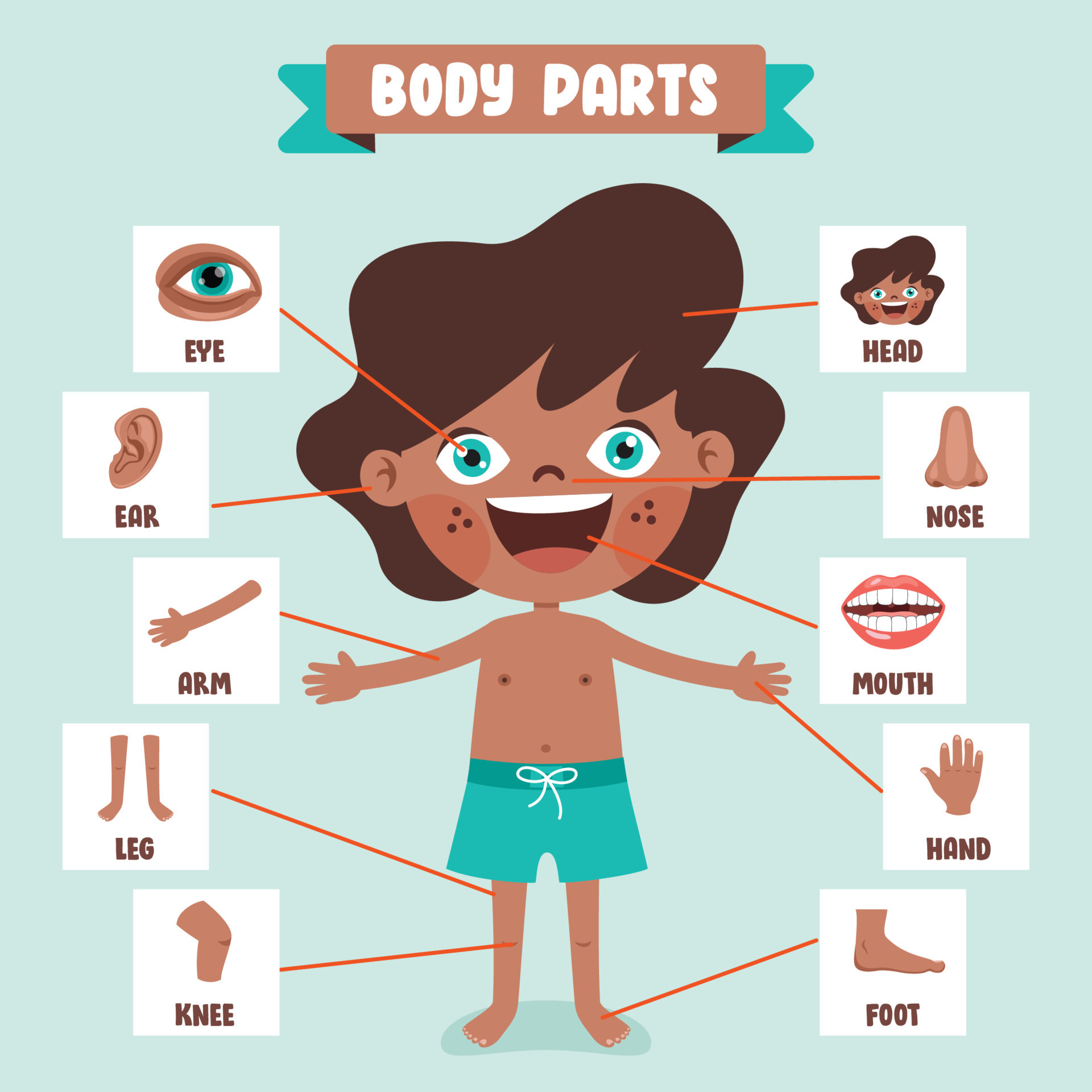 Male body parts line drawing - Stock Illustration [86844291] - PIXTA-saigonsouth.com.vn