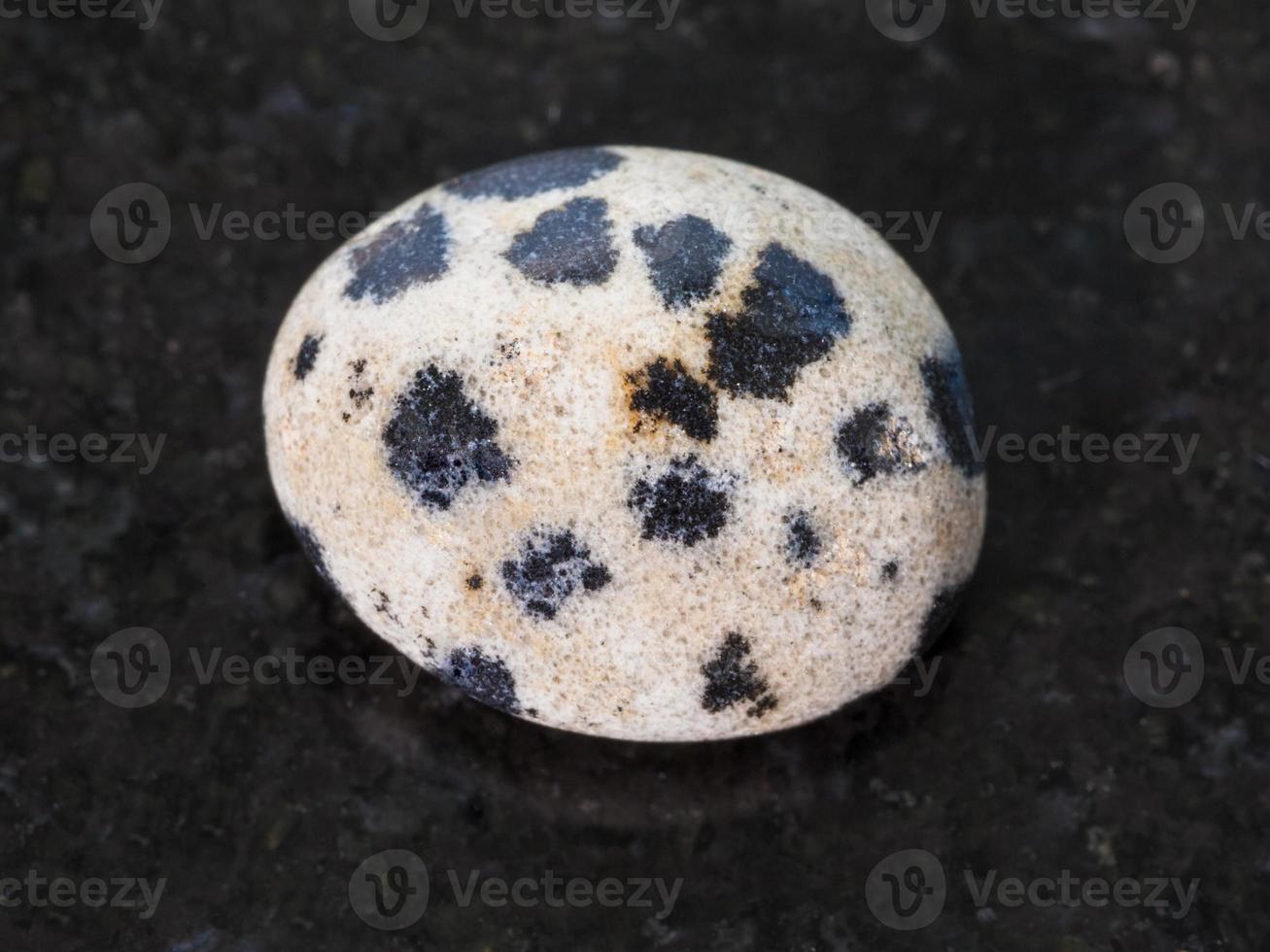 polished dalmatian stone on dark background photo