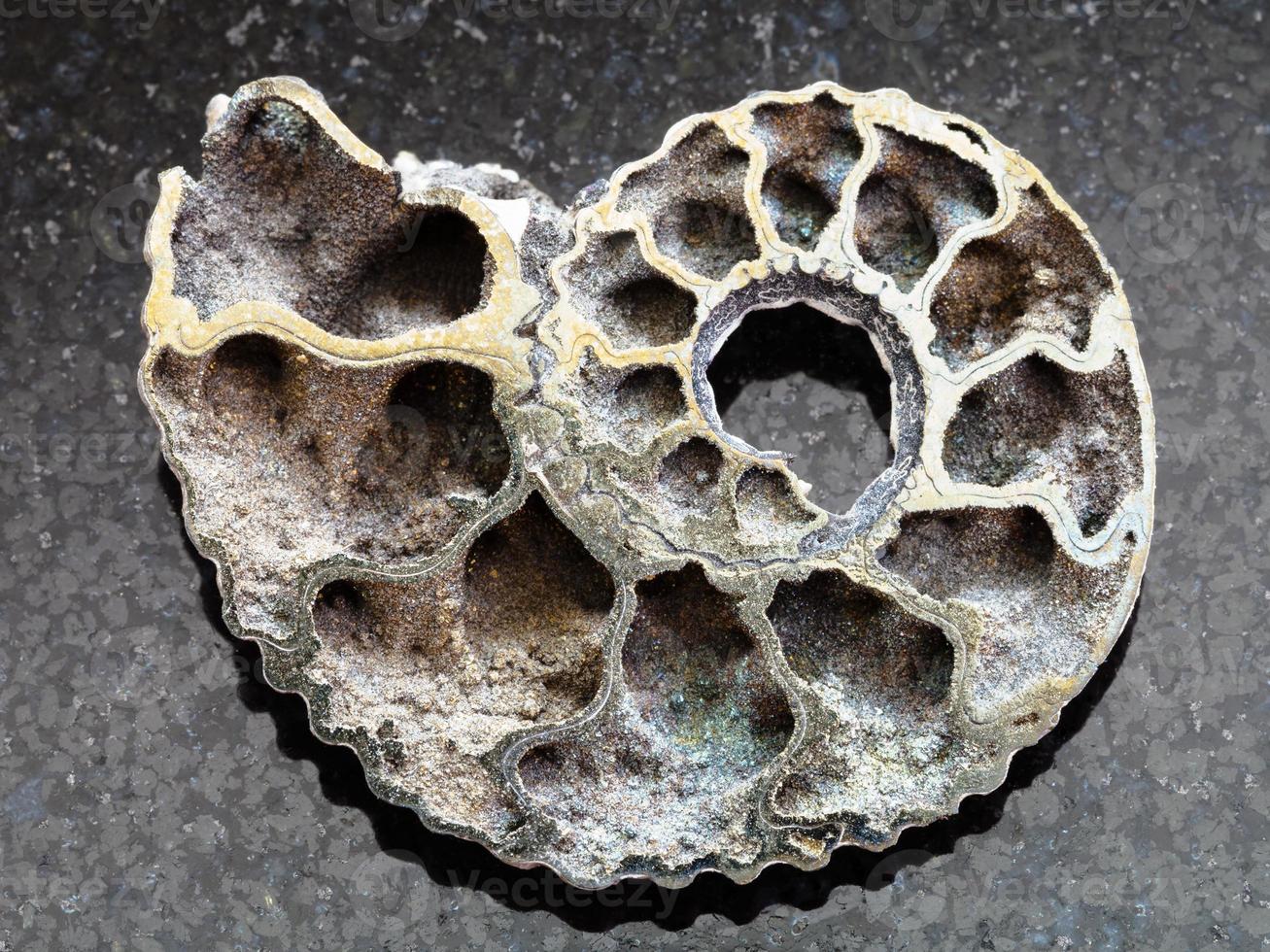 polished Ammonite fossil on dark background photo