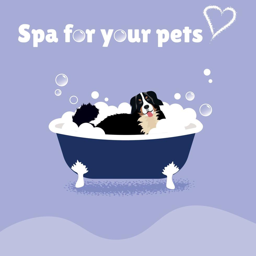 Bernese Mountain Dog sitting with his tongue sticking out in a tub of bubbles. grooming salon concept vector