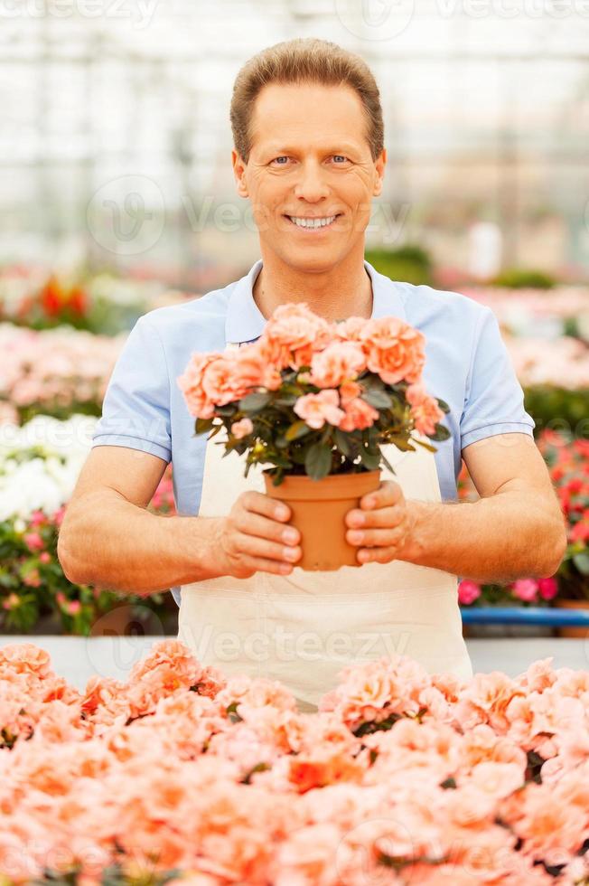 This flower is yours Handsome mature man in apron stretching out a potted plant and smiling while standing in a greenhouse photo