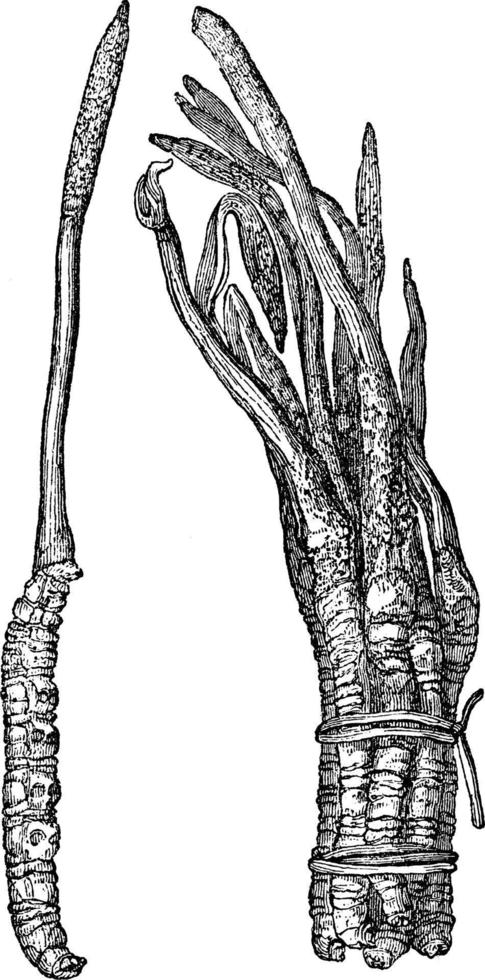 Cordycep vintage illustration. vector