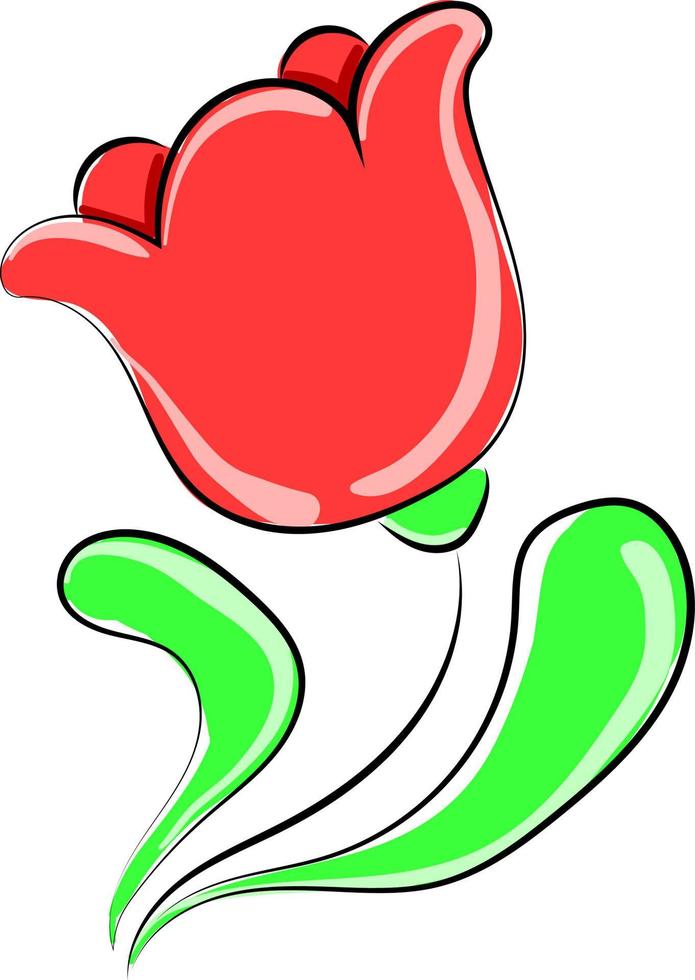 tulipán, ilustración, vector sobre fondo blanco.