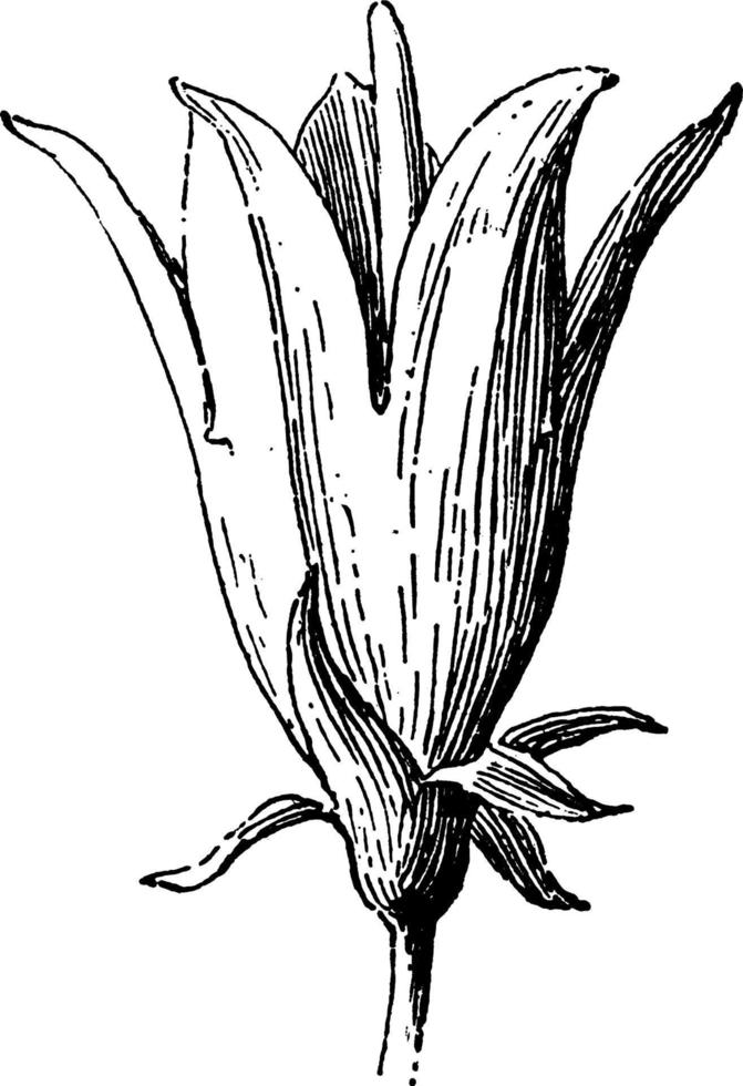 Bellflower vintage illustration. vector