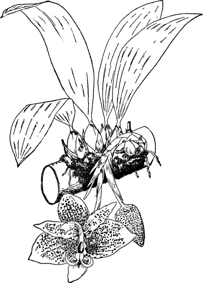 Stanhopea Oculata vintage illustration. vector