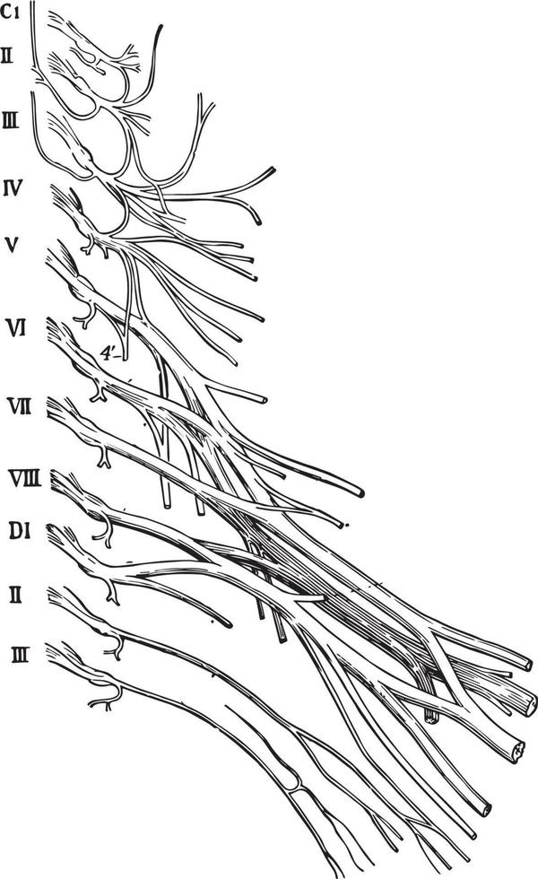 plexos nerviosos cervicales y braquiales, ilustración vintage. vector