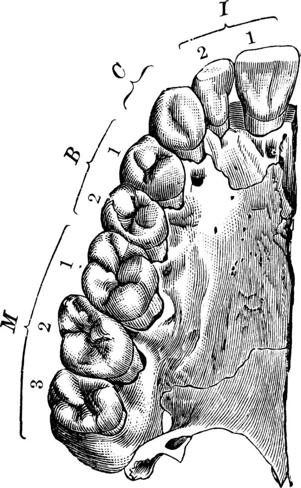 áreas de la boca y la faringe, ilustración vintage. vector