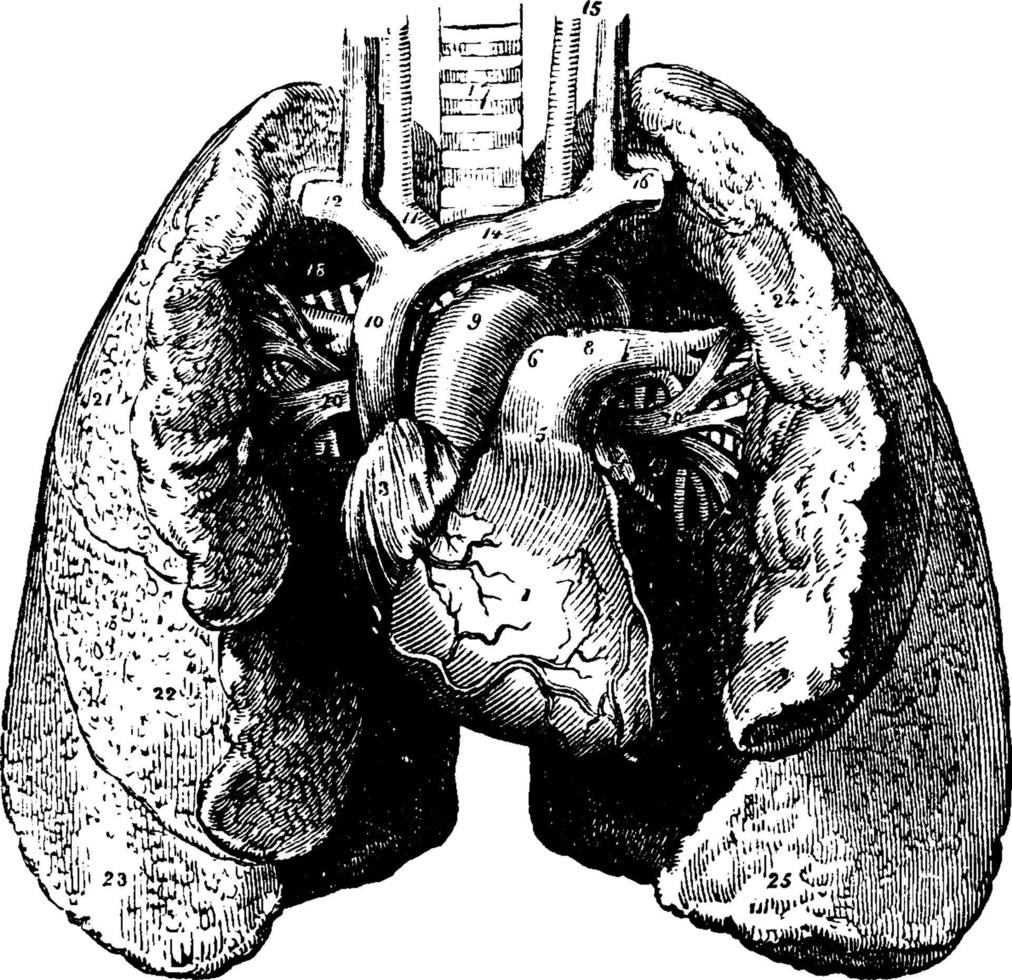 corazón y pulmones, ilustración vintage. vector