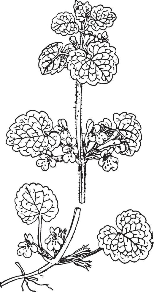 Ground Ivy vintage illustration. vector