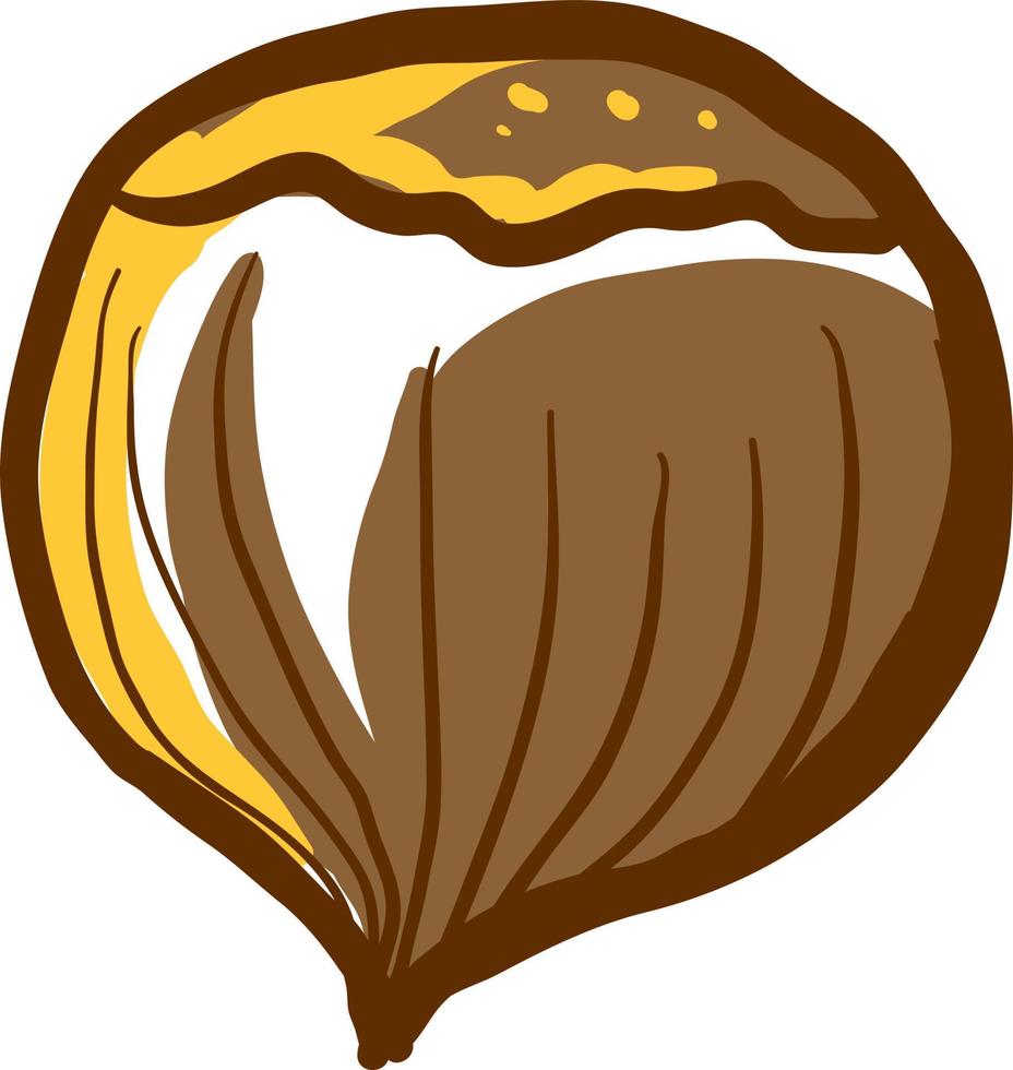 Hazelnut drawing, illustration, vector on white background.