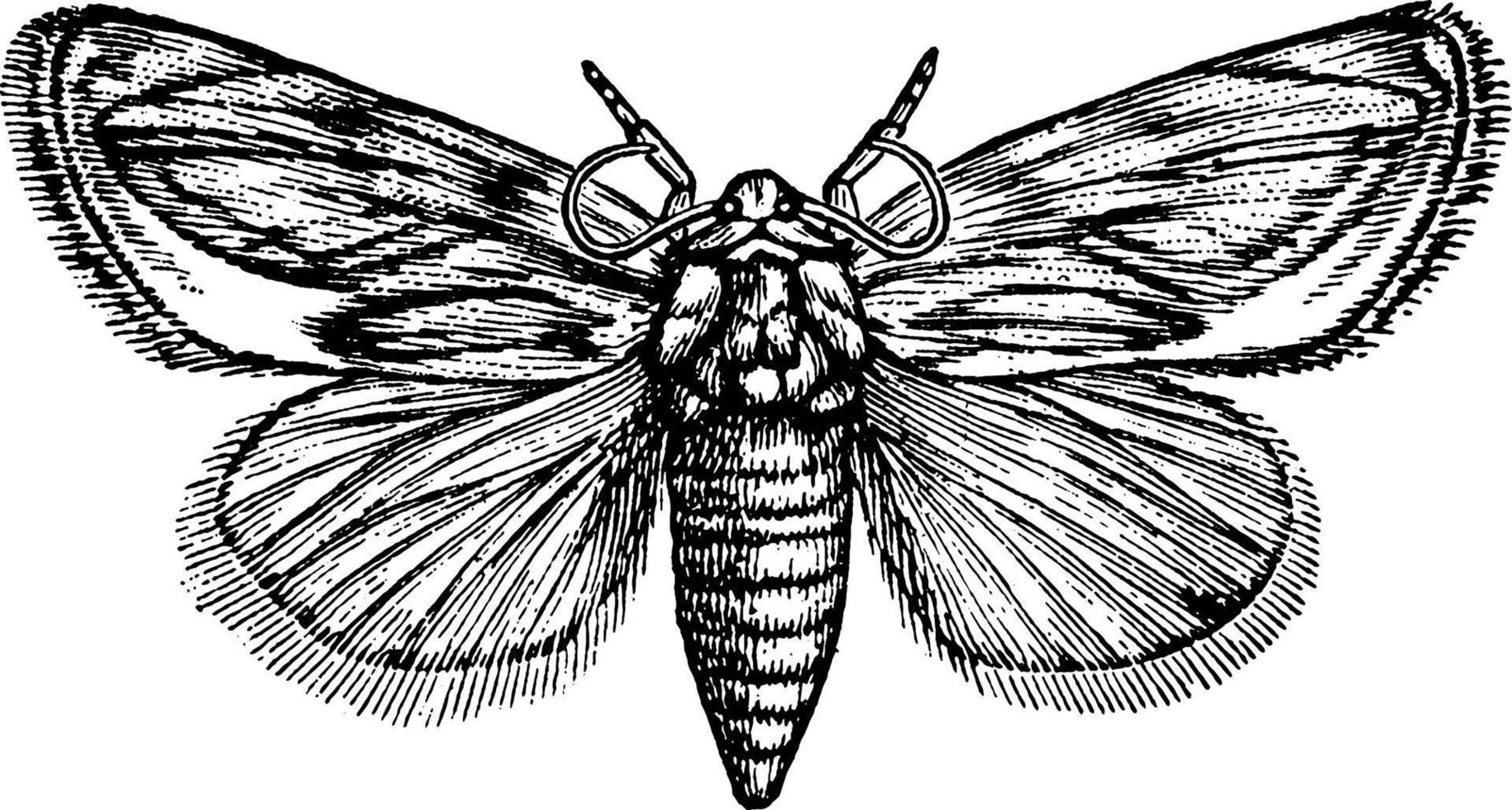 Moth, vintage illustration vector