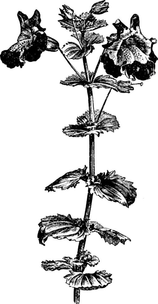 Flowering Branch of Mimulus Luteus Variegatus vintage illustration. vector