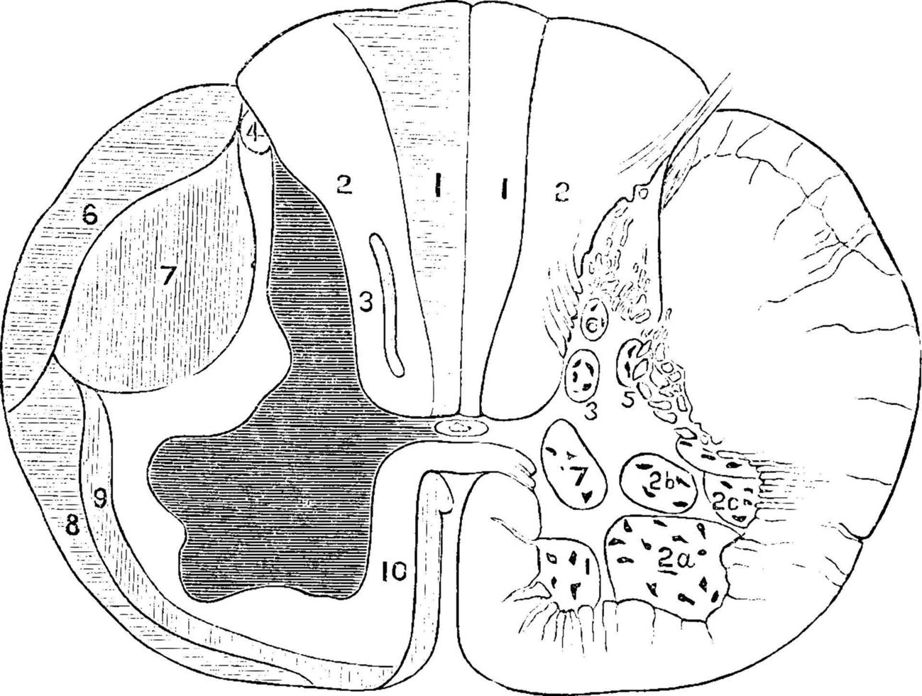 Section of the Spinal Cord, vintage illustration. vector