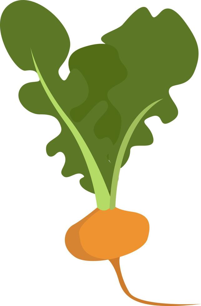 Turnip, illustration, vector on white background.