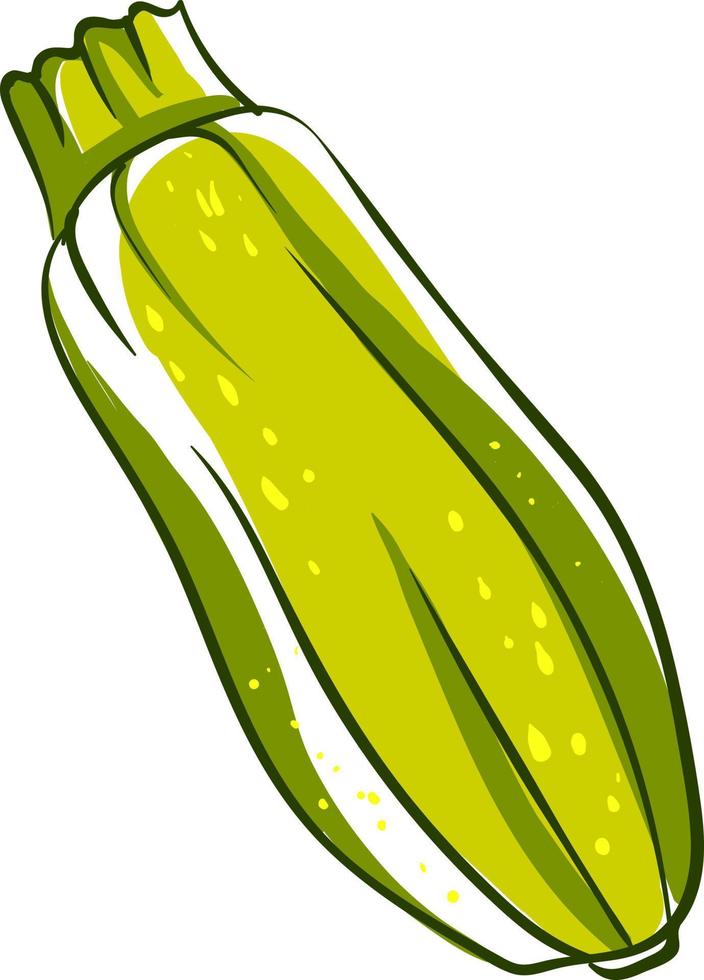 Fresh zucchini, illustration, vector on white background.