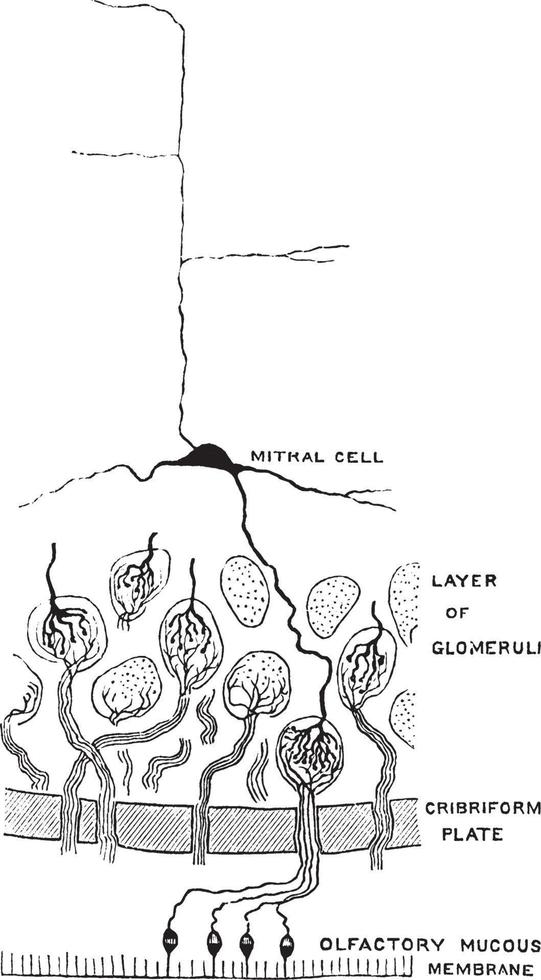 Minute Structure of Olfactory Bulb, vintage illustration. vector