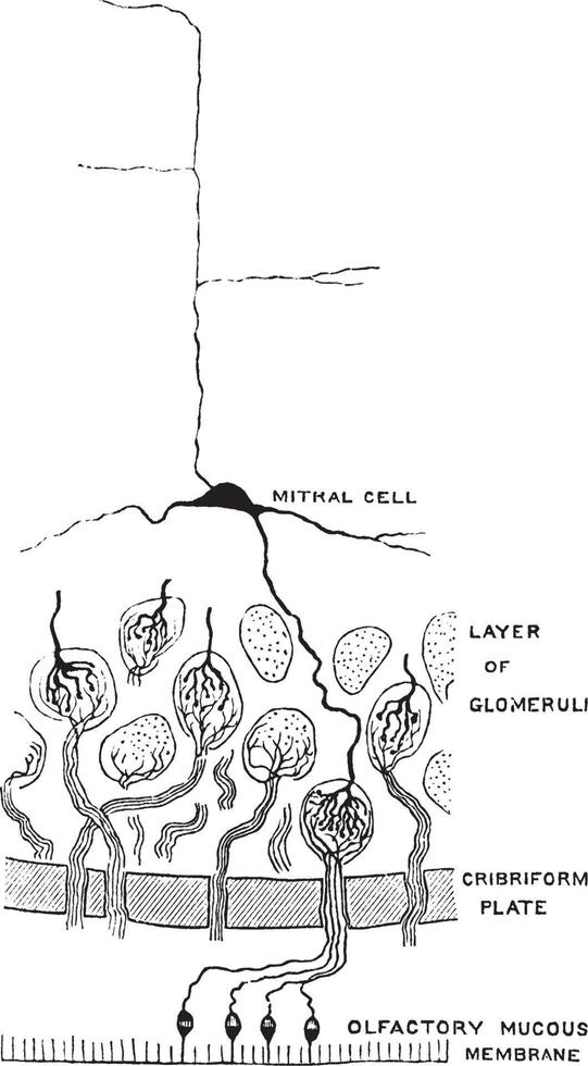 estructura diminuta del bulbo olfativo, ilustración vintage. vector