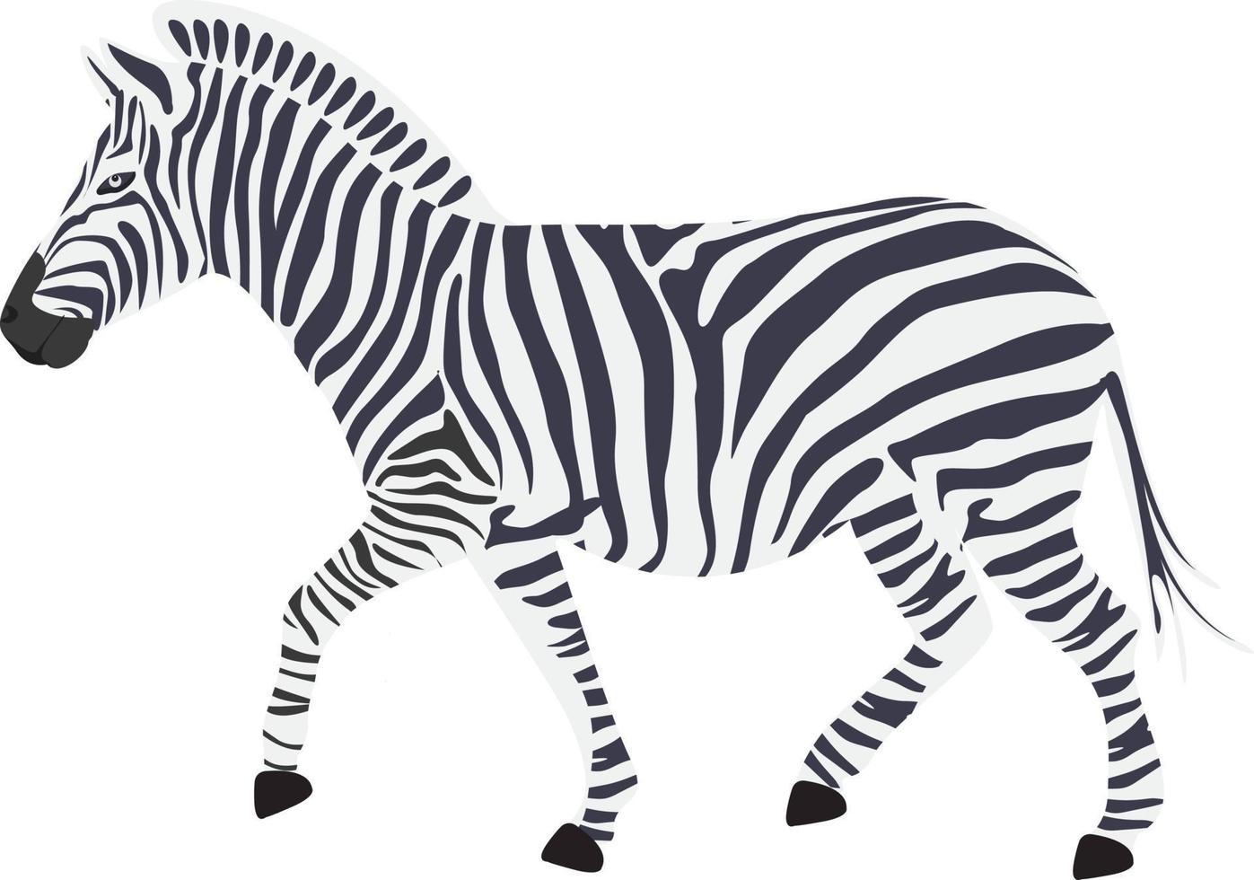 Small zebra,illustration, vector on white background.