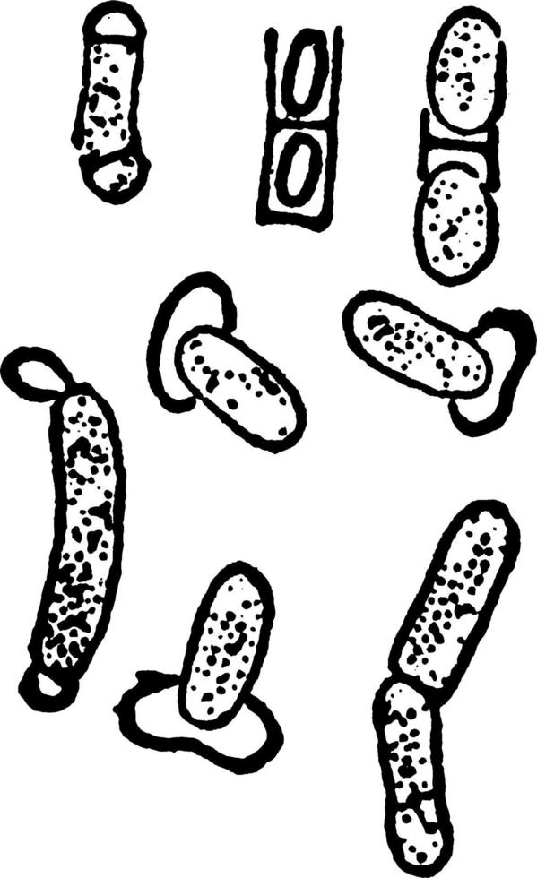 Bacillus Megaterium, vintage illustration. vector