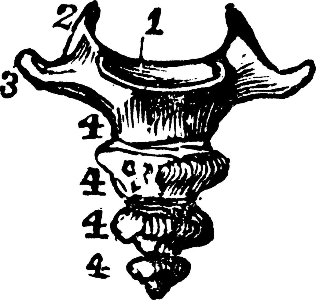 Coccyx, vintage illustration. vector