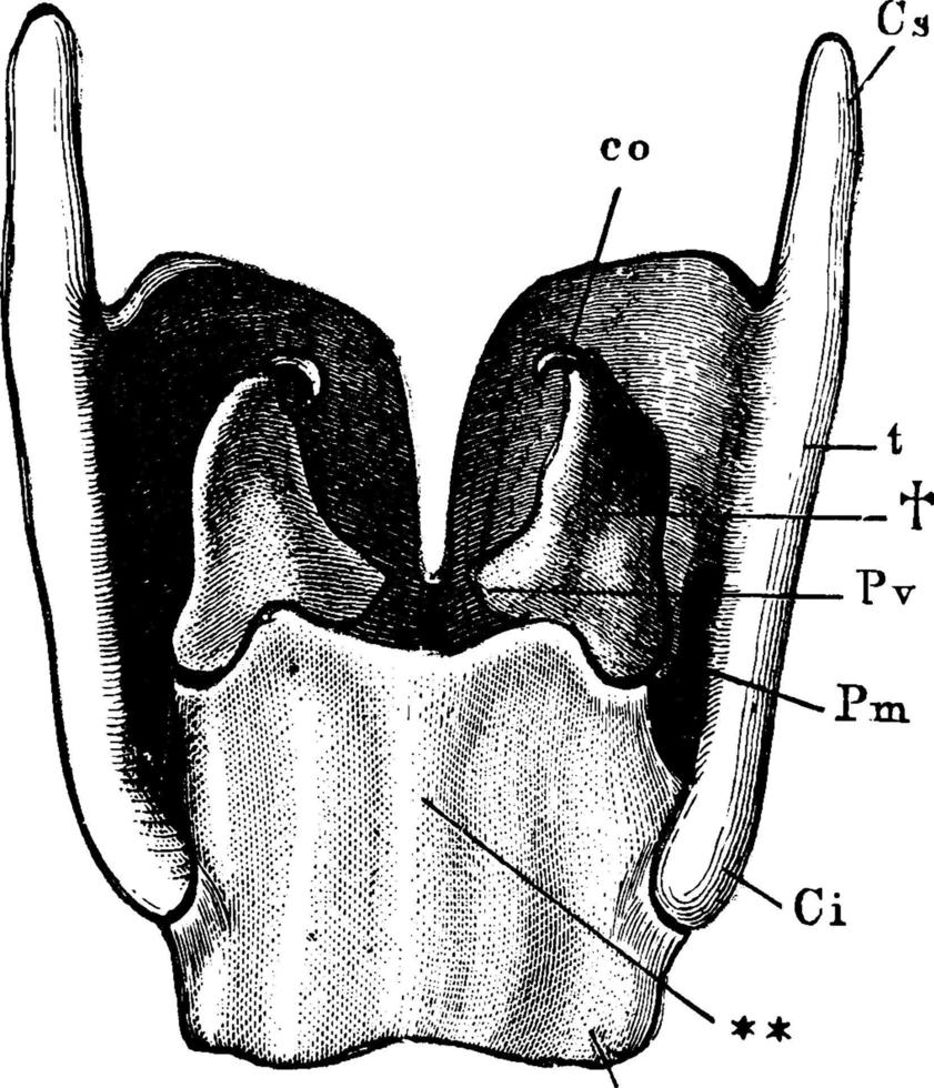 Larynx, vintage illustration. vector