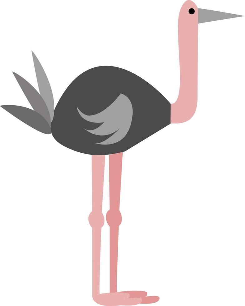 An ostrich, vector or color illustration.