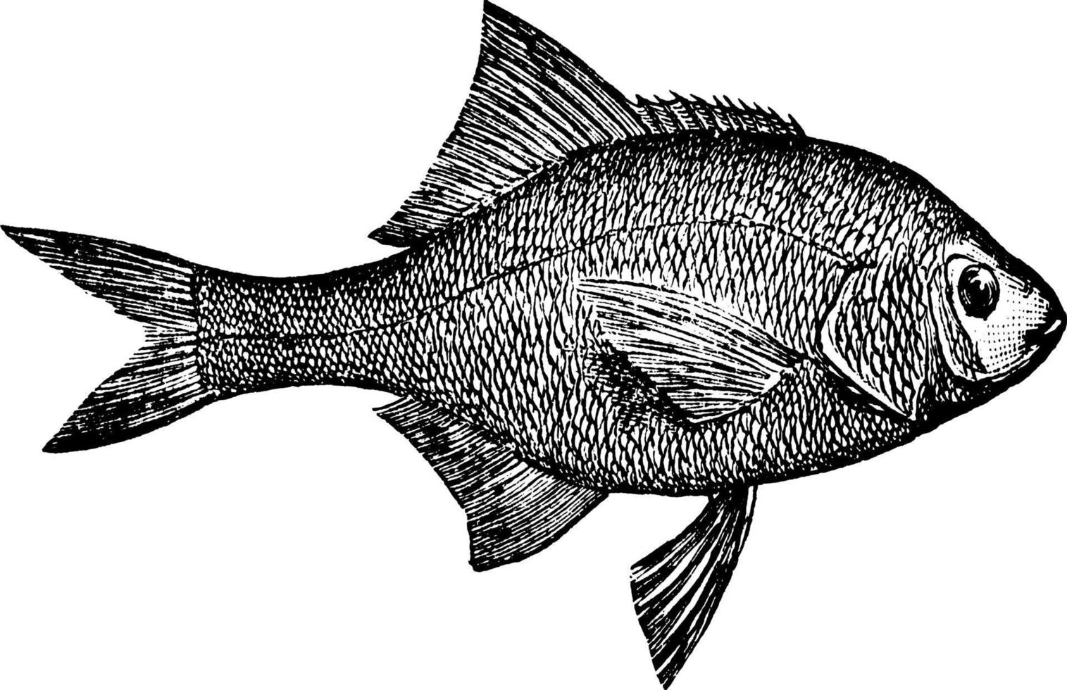 Surfperch, vintage illustration. vector