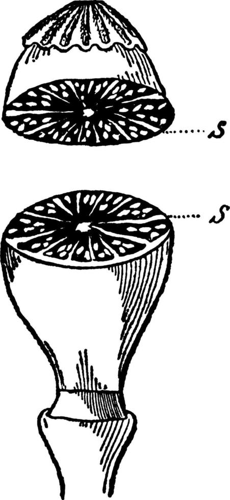 ilustración vintage de tabiques de amapola. vector