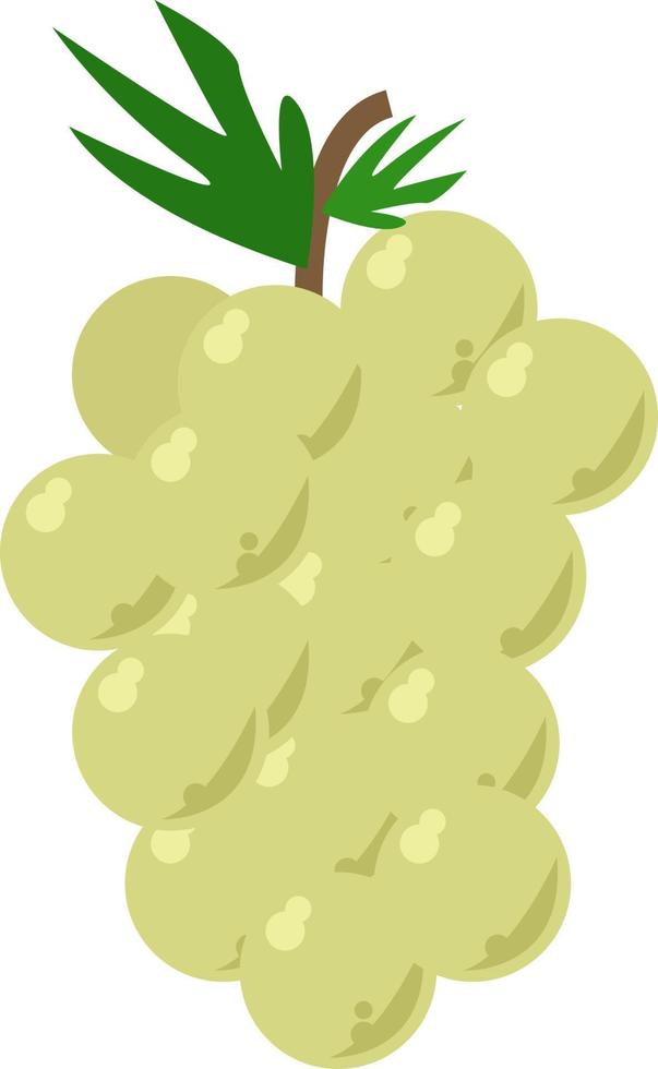 Green grapes, illustration, vector on white background.