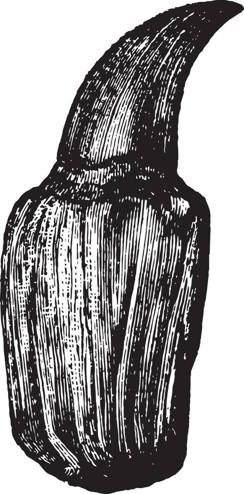 diente de hesperornis, ilustración vintage. vector