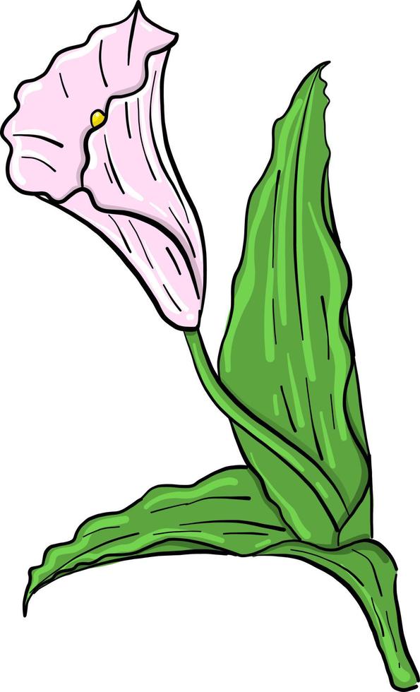 Pink flower calla , illustration, vector on white background