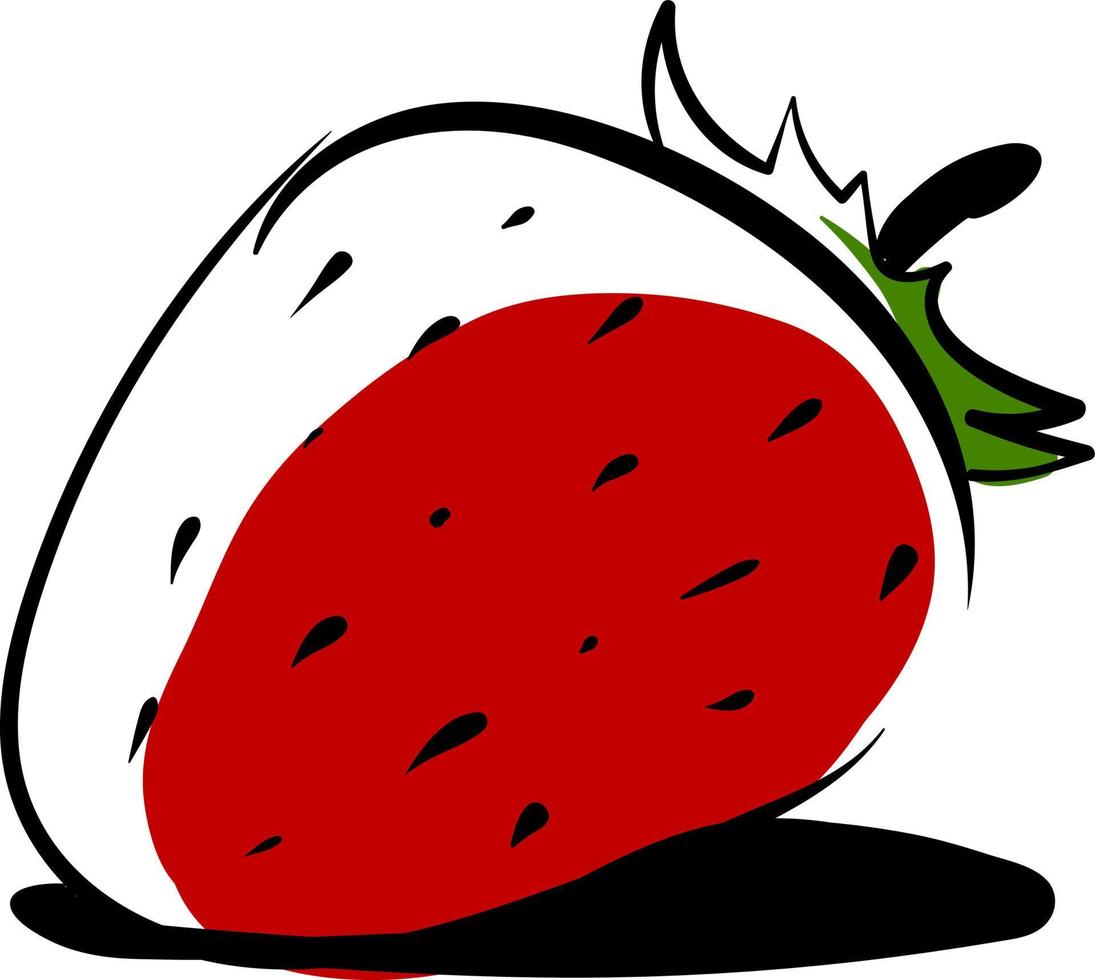 Strawberry drawing, illustration, vector on white background.