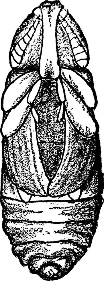 Potato Stalk Borer Pupa, vintage illustration. vector