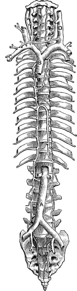 vena cava, ilustración vintage. vector