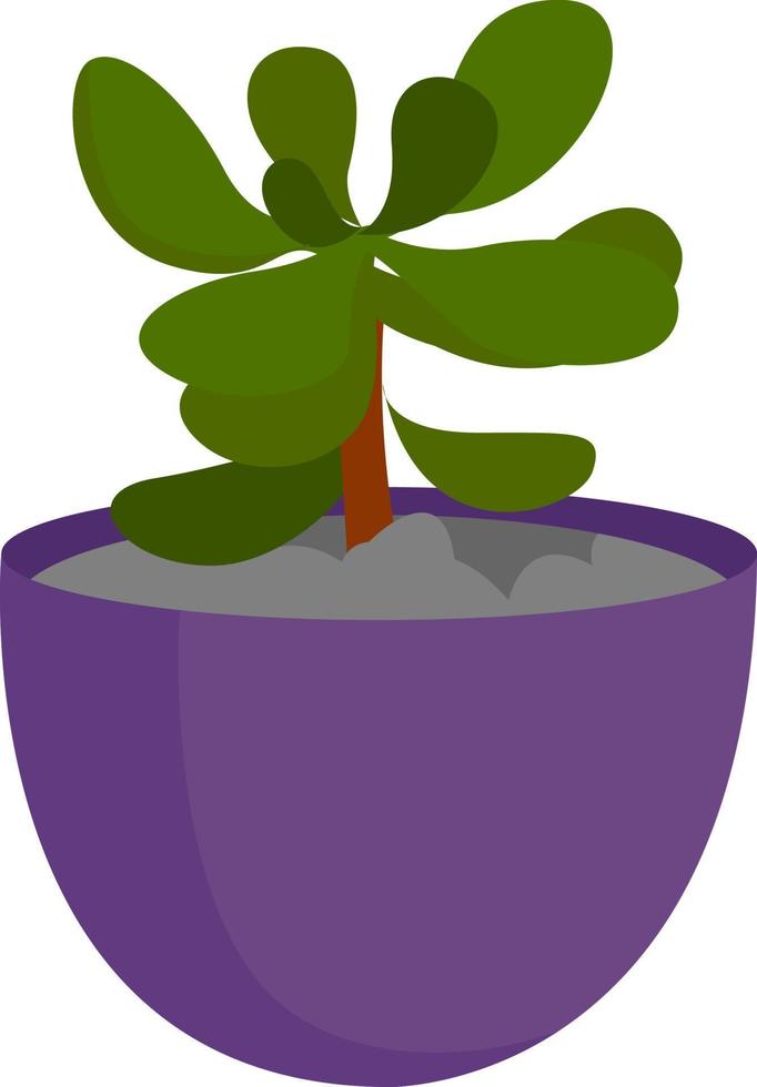 planta en maceta, ilustración, vector sobre fondo blanco.