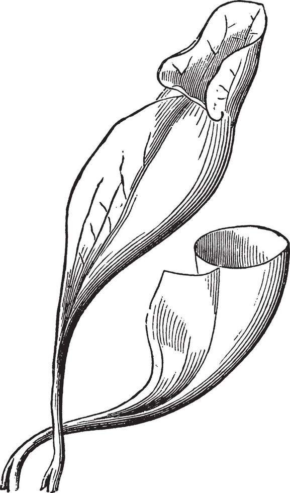 Sarracenia Purpurea vintage illustration. vector